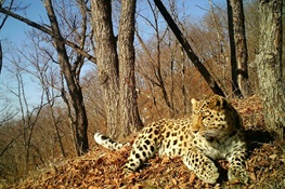 Canine Distemper Confirmed in Far Eastern Leopard, World’s Most Endangered Big Cat